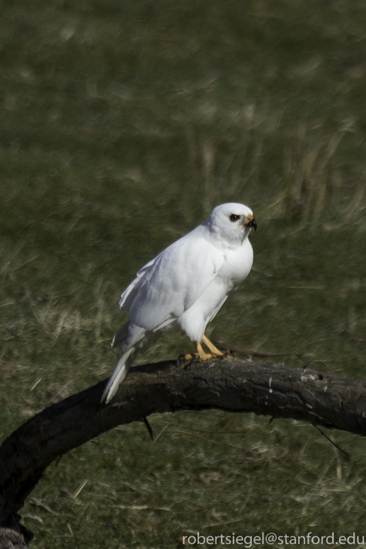 grey goshawk